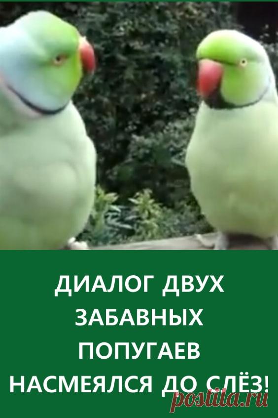 Диалог двух забавных попугаев. Насмеялся от души! Эти две птички — неразлучны, они не могут прожить и несколько секунд, чтобы не поговорить друг с дружкой. Их любимое дело — посидеть да потрещать. #длядуши #забавно видео #попугаи