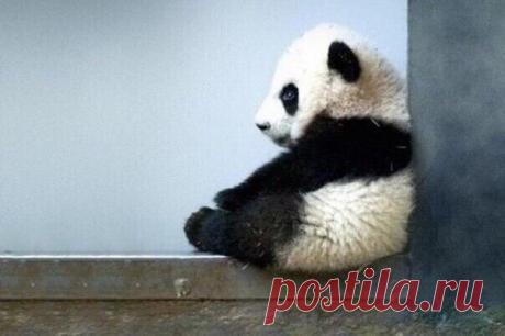 — Учёные говорят, что когда панды грустят, они просто сидят в одиночестве. Короче, я панда...