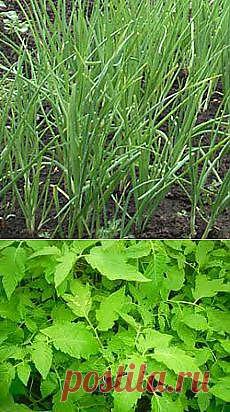 (+1) - Живая изгородь: защита и красота Часть 1... и другие материалы. Новое в Вашей подборке на Постила.ru - hyanhe@mail.ru - Почта Mail.Ru