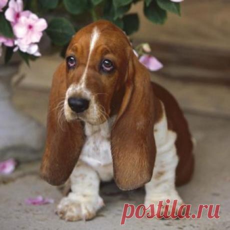 Собака бассет хаунд: описание породы, характеристики и характер.