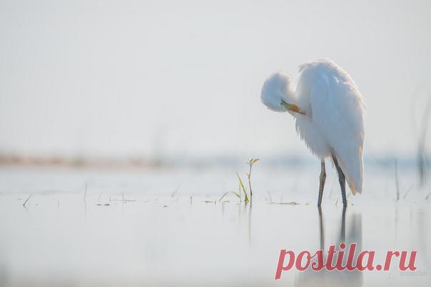 Автор: Дарья Остапенко

Большая белая цапля