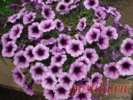 Петуния - хвастаемся цветущими растениями - Страница 11 - Форум цветоводов Фрау Флора