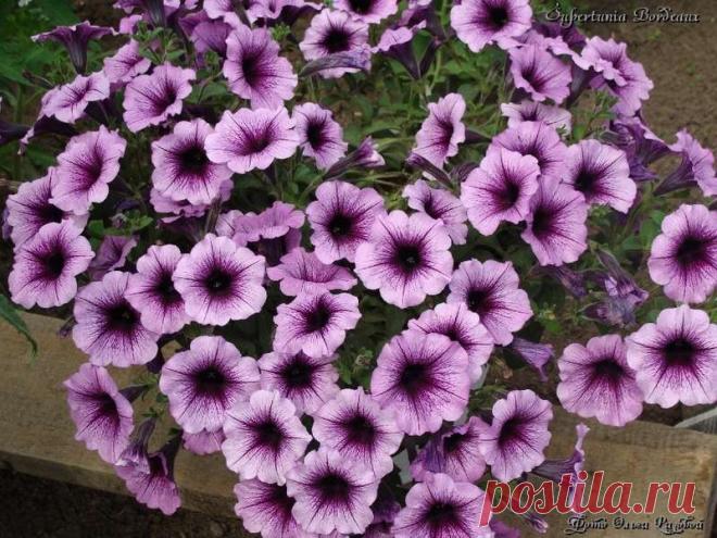 Петуния - хвастаемся цветущими растениями - Страница 11 - Форум цветоводов Фрау Флора
