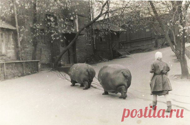 Выгул бегемотов в Московском зоопарке, 1950-е / История цивилизаций!