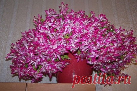 КАСТОРОВОЕ МАСЛО ДЛЯ ПЫШНОГО И ЯРКОГО ЦВЕТЕНИЯ / Одноклассники