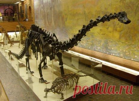 Скелет древнего ящера диплодока появится в одном из музеев Нидерландов | Живой мир - природа