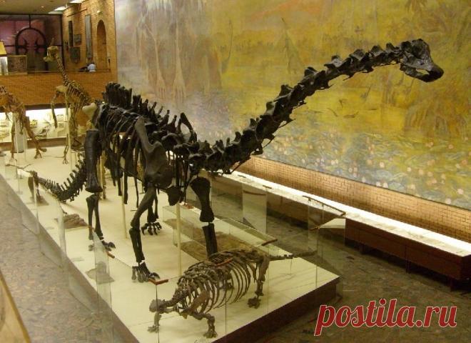 Скелет древнего ящера диплодока появится в одном из музеев Нидерландов | Живой мир - природа