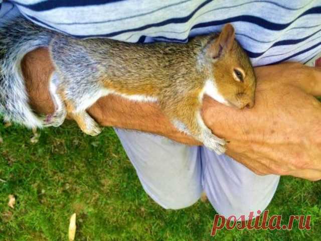 Дружелюбные дикие животные / Питомцы