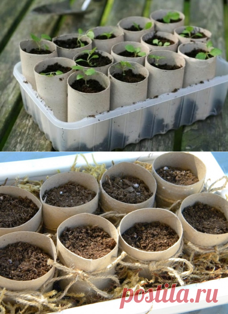 Не выбрасывайте рулоны туалетной бумаги. Вот 11 способов их использовать