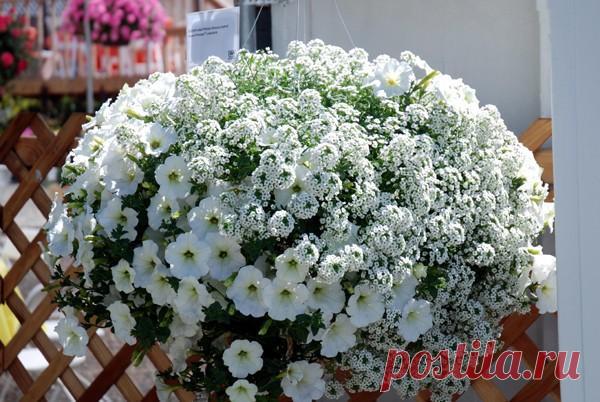 8 цветочных культур, которые сеют на рассаду в феврале