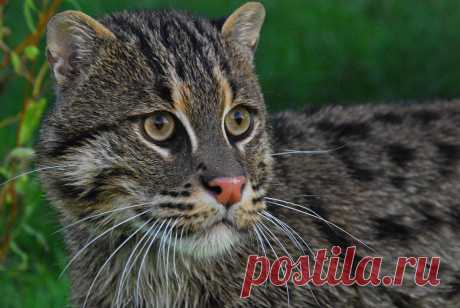 Fishing Cat | Felidae Fund | Flickr