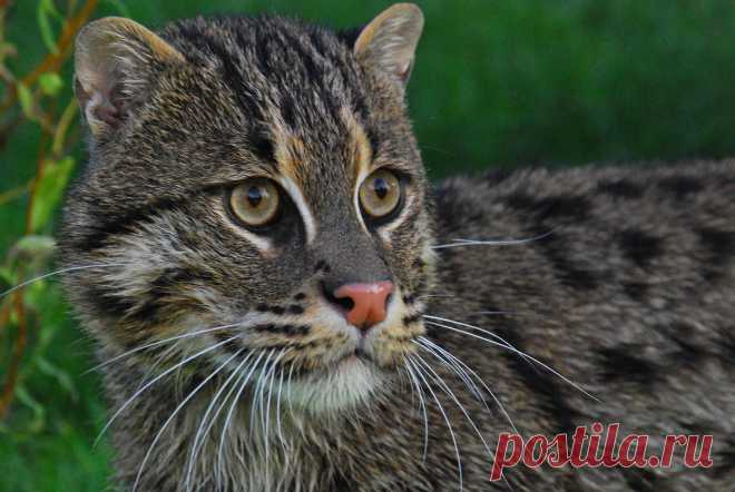 Fishing Cat | Felidae Fund | Flickr