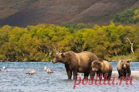 «Рыболовы». «Район Курильского озера является одним из самых больших охраняемых нерестилищ нерки на земле. Неудивительно, что именно здесь больше всего медведей, собирающихся на промысел», – пишет фотограф Константин Шатенев (nat-geo.ru/photo/user/116259/). Курильское озеро, Южно-Камчатский заказник им. Т. И Шпиленка.