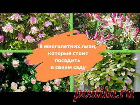 Декоративные вьющиеся растения: 8 многолетних лиан, которые стоит посадить в своем саду Различных видов и сортов вьющихся растений существо довольно большое количество, но сегодня мы остановимся лишь на многолетних лианах, которые наиболее непри...