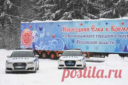 Главную новогоднюю елку страны привезли в Кремль. В московский Кремль привезли главную новогоднюю елку страны. Отмечается, что возраст ели составляет 95 лет, ее высота достигает 27 метров, а диаметр ствола — 56 сантиметров. Из семян шишек дерева планируют вырастить сеянцы, чтобы высадить их на месте, где спилили елку.