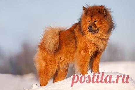 Порода собак евразиер ( 140 картинок )