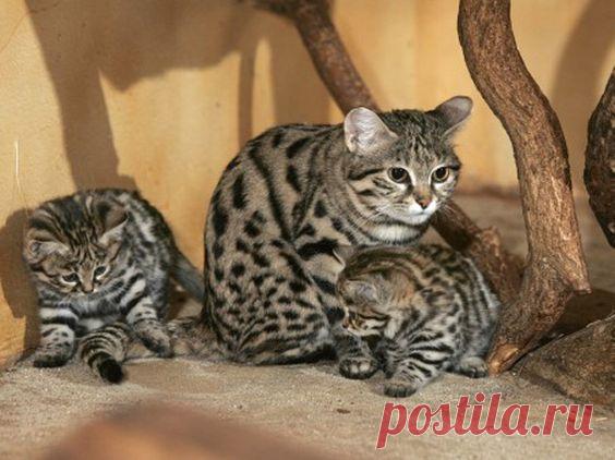 世界最小種の猫、くにゅんとかわいい「クロアシネコ」の赤ちゃん : カラパイア