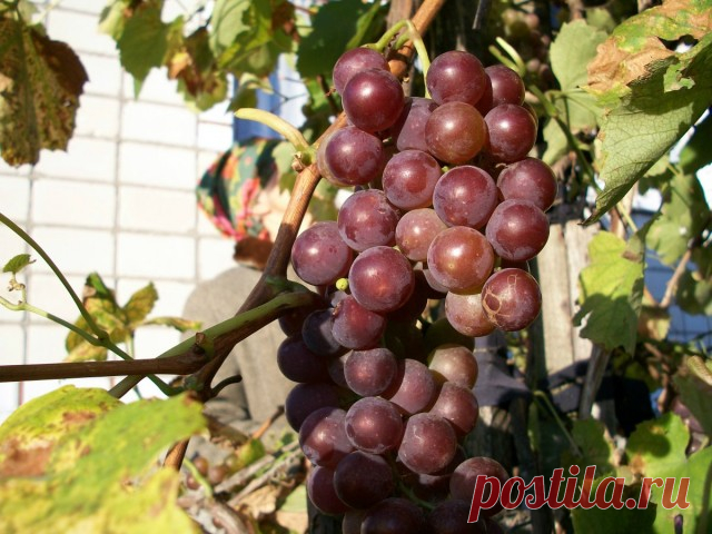 Как ухаживать за виноградом летом для достижения обильного урожая — Ботаничка.ru