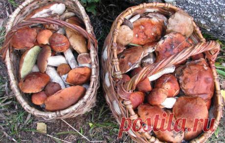 Конаковский Мох. Лето 2010