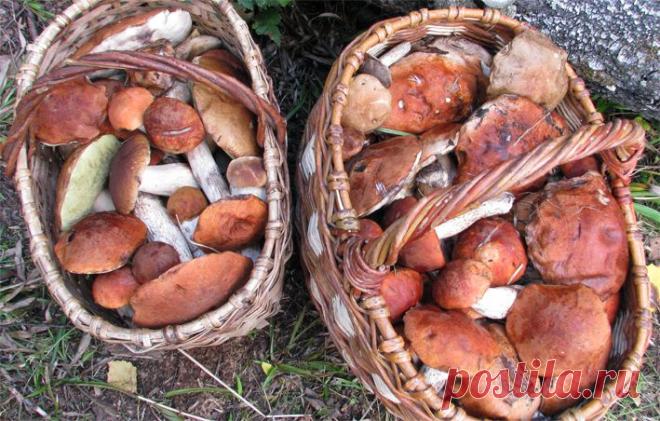 Конаковский Мох. Лето 2010