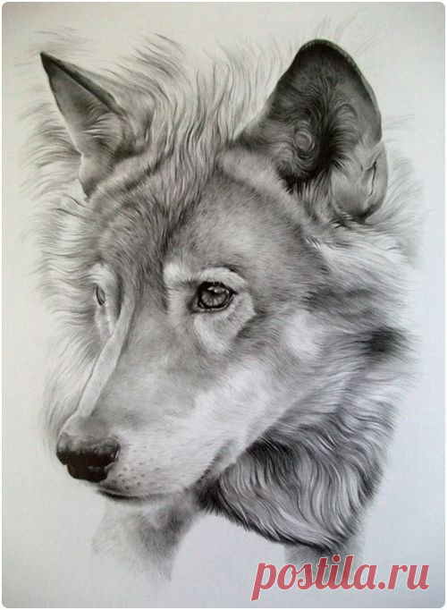 Арт - картинки для творчества и оформления стихов ~ волки и лисы