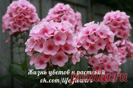 флоксы