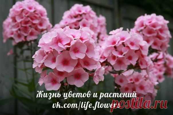 флоксы