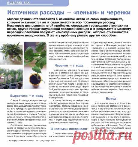 Источники рассады - &quot;пеньки&quot; и черенки