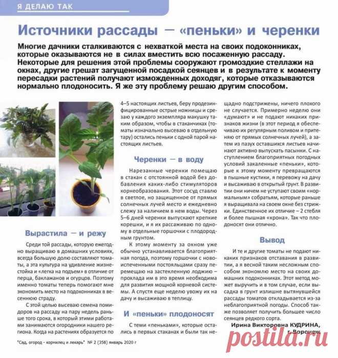 Источники рассады - "пеньки" и черенки