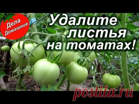 Удалите листья на томатах для большого урожая