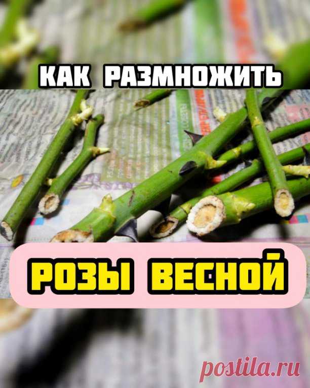 Как укоренить розы весной?