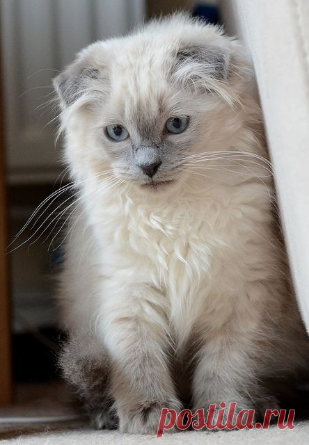 CyBeRGaTa - Cats, Memes, New Mexico — Tenzing by Anniison on Flickr.