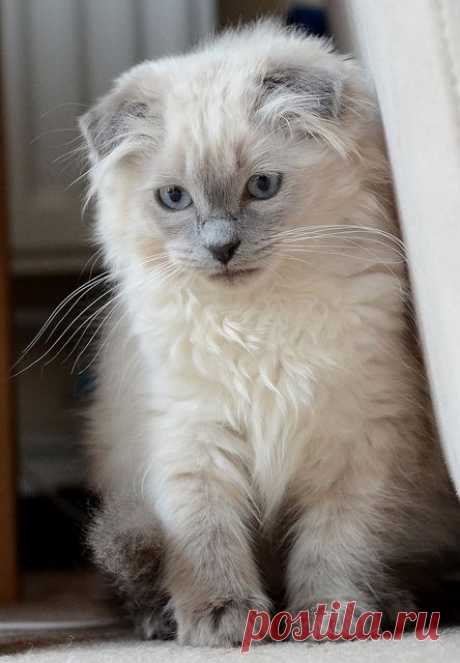 CyBeRGaTa - Cats, Memes, New Mexico — Tenzing by Anniison on Flickr.