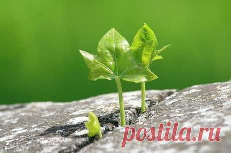 Эта великая жажда - жить !!!.