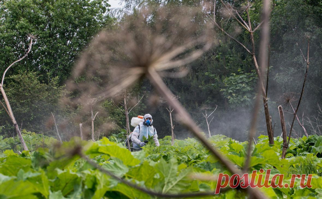 Юристы объяснили, в каком случае владельца участка оштрафуют за борщевик. Если собственник территории не будет самостоятельно избавляться от разросшегося борщевика, то этим займутся органы местного самоуправления, после чего владельцу выставят счет за работу муниципалитета.