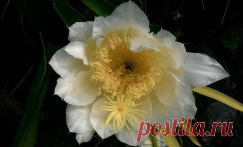 Редкие и потрясающе красивые цветы