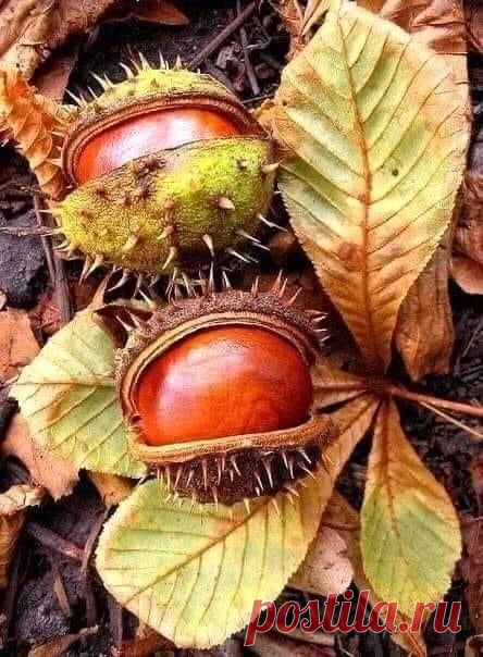 Пин на доске Autumn Still Life