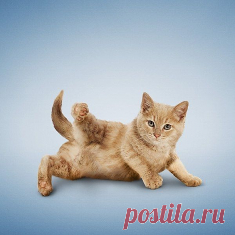 Утренняя зарядка.