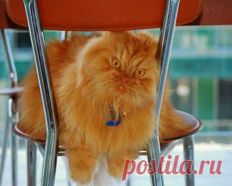 Рыжий перс Garfi