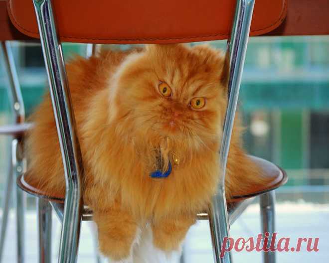 Рыжий перс Garfi