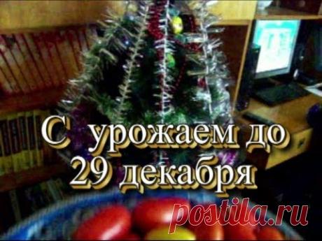 Огород-антикризис -в мешках,горшках,пакетах 7 вариантов..