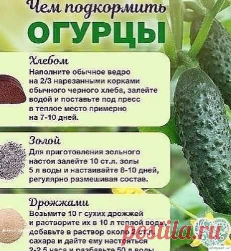 Чeм пoдкopмить oгуpцы вo вpeмя плoдoнoшeния? — Садоводка