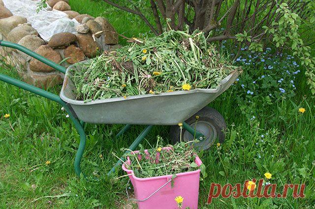 Борьба с сорняками всеми доступными способами | Подмосковье