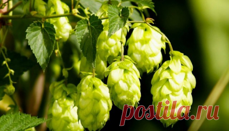 Хмель, каштан, яблоки и мед при тромбозе глубоких вен 



Народная медицина рекомендует естественные природные средства, помогающие рассасыванию тромба. Основное средство при тромбофлебите – каштан конский. Нужно употреблять каштановую настойку и каштано…