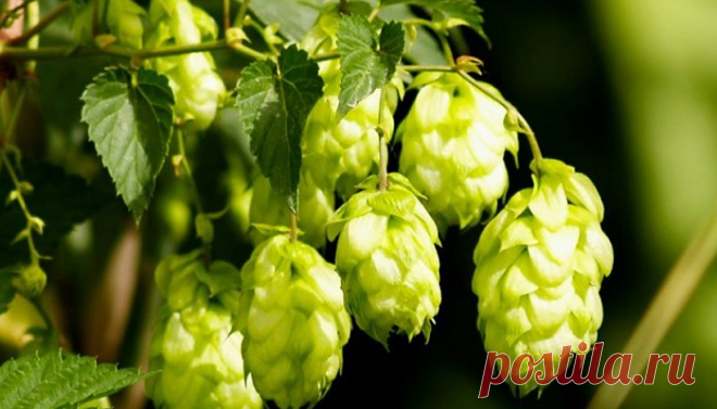 Хмель, каштан, яблоки и мед при тромбозе глубоких вен 



Народная медицина рекомендует естественные природные средства, помогающие рассасыванию тромба. Основное средство при тромбофлебите – каштан конский. Нужно употреблять каштановую настойку и каштано…