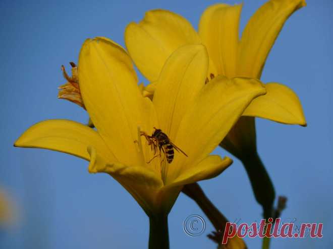 желтые лилии на закате амурская обл. 2013г.