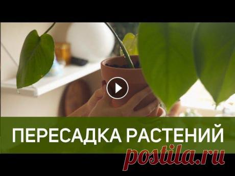 ПЕРЕСАДКА РАСТЕНИЙ: МОНСТЕРА И ПИЛЕЯ Очень долгое время я была уверенна, что только очень стойкие растения могут выжить в нашей квартире и вянут они без причины. Но со временем захотелось...