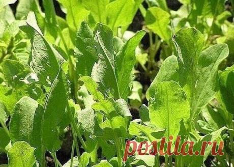 #целебные растения
17 дачных растений, обладающих целебными свойствами

1. Редька – выводит камни и песок из почек и мочевого пузыря, лечит бронхит, катар, туберкулез, кровоизлияния, является мочегонным и желчегонным. Увеличивает молоко у кормящих женщин.

2. Ревень – желудок, кишечник, запоры, вздутия. Применяется в киселях, компотах, варенье, пирогах.

3. Петрушка – восстанавливает гемоглобин в крови, останавливает кровотечения десен. Лечит почки, колиты, воспаления, про...