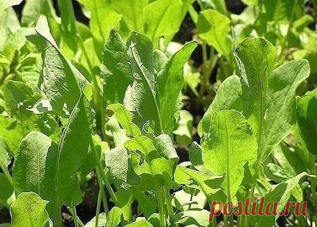 #целебные растения
17 дачных растений, обладающих целебными свойствами

1. Редька – выводит камни и песок из почек и мочевого пузыря, лечит бронхит, катар, туберкулез, кровоизлияния, является мочегонным и желчегонным. Увеличивает молоко у кормящих женщин.

2. Ревень – желудок, кишечник, запоры, вздутия. Применяется в киселях, компотах, варенье, пирогах.

3. Петрушка – восстанавливает гемоглобин в крови, останавливает кровотечения десен. Лечит почки, колиты, воспаления, про...