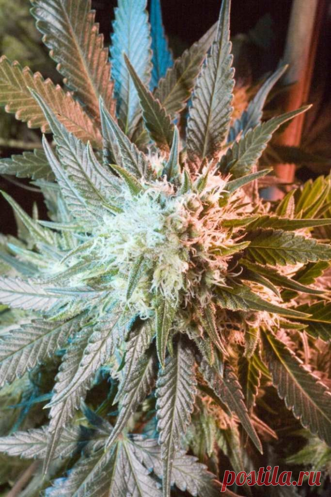 Massive Haze
Genotype: 85% Sativa
Genetics: Haze x (Skunk x Northern Lights)
Height: up to 4.5 m in open field
Flowering: 65-75 days
THC: 16-20%
Yield: 1-1.3 kg/m2 indoors, the end of October outdoors

Massive Haze is a stainless sativa with a strong psychoactive effect minus the feeling of sleepiness or tiredness.